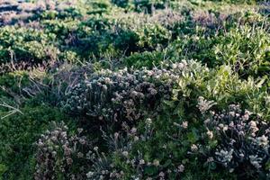 South African Fynbos photo