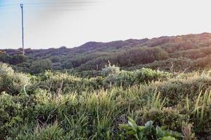 South African Fynbos photo