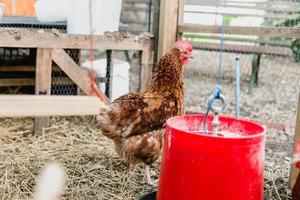 gallinas de huevo de traspatio foto