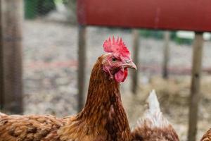 Backyard Egg Chickens photo