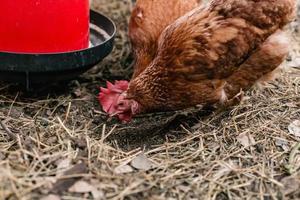 Backyard Egg Chickens photo