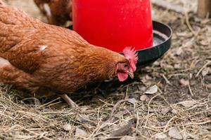 Backyard Egg Chickens photo