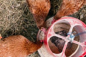 Backyard Egg Chickens photo