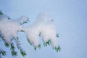 Coniferous spruce branch. Frozen winter forest with snow covered trees. photo