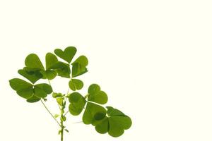 green clover leaves isolated on white background. St.Patrick 's Day photo