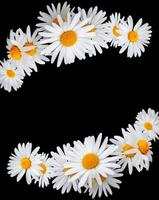 daisies summer white flower isolated on black background. photo