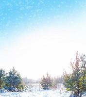 Frozen winter forest with snow covered trees. photo