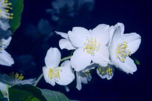 White jasmine The branch delicate spring flowers photo