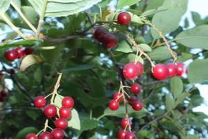 Ripe cherries on cherry tree photo