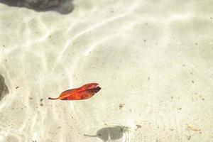 Red leaves floating on the clear sea with copy space. Beauty in nature. photo