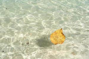 Yellow leaves floating on the clear sea with copy space. Beauty in nature. photo