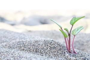 Plants in Coral Beach photo