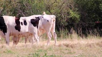 durstige Kühe auf dem Trockenen in Dürre und extremer Hitzeperiode verbrennt das braune Gras wegen Wassermangel als Hitzekatastrophe für Weidetiere ohne Niederschlag als Gefahr für Nutztiere Mastvieh