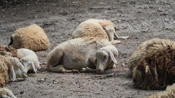 grupo de ovejas blancas durmiendo en la jaula en el zoológico de granja local con enfoque selectivo. una raza de ovejas domésticas del zoológico de chiang mai en tailandia. foto