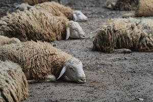 Group of white sheep sleeping in the cage in the local farm zoo with selective focus.A breed of domestic sheep from the chiang mai zoo in Thailand. photo