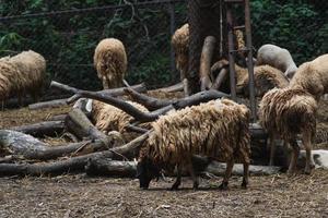 Group of white sheep eating in the cage in the local farm zoo with selective focus.A breed of domestic sheep from the chiang mai zoo in Thailand. photo