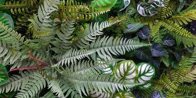 helecho y fondo de hojas verdes. crecimiento de plantas o papel tapiz de la naturaleza. árbol ornamental para decoración. hermoso concepto natural foto