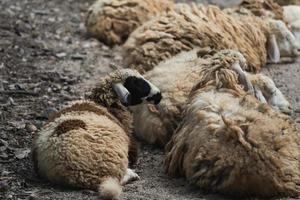 Group of white sheep sleeping in the cage in the local farm zoo with selective focus.A breed of domestic sheep from the chiang mai zoo in Thailand. photo