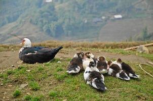 patos en la cima de la montaña lao cai en vietnam foto