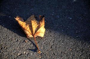Golden maple leaf lying down on asphalt road photo