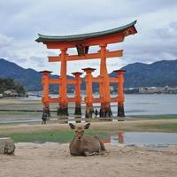 Japanese deer and red sacred Miyajima gate in Hiroshima Japan photo