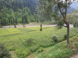 Kashmir is the most beautiful region in the world which is famous for its green valleys, beautiful trees, high mountains and flowing springs. photo