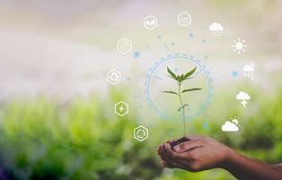 Hand holding seedlings with environment icons over the Network connection on nature background, Technology ecology concept. photo