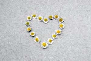 Daisy flowers laid out in the shape of a heart on a gray background. Natural, organic, healthy concept. Love photo