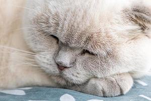 Funny short haired domestic white British cat sleeping indoor at home. Kitten resting and relax on blue sofa. Pet care and animals concept. photo