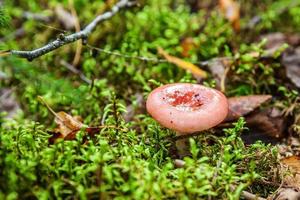 russula de hongo pequeño comestible con gorra roja rojiza en el fondo del bosque otoñal de musgo. hongos en el medio natural. macro de hongo grande de cerca. inspirador paisaje natural de verano o otoño. foto