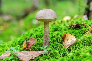 Edible small mushroom with brown cap Penny Bun leccinum in moss autumn forest background. Fungus in the natural environment. Big mushroom macro close up. Inspirational natural summer fall landscape photo