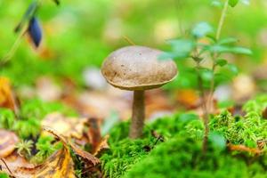 Edible small mushroom with brown cap Penny Bun leccinum in moss autumn forest background. Fungus in the natural environment. Big mushroom macro close up. Inspirational natural summer fall landscape photo