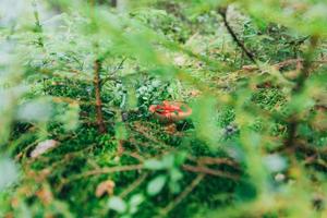 Edible small mushroom Russula with red russet cap in moss autumn forest background. Fungus in the natural environment. Big mushroom macro close up. Inspirational natural summer or fall landscape. photo