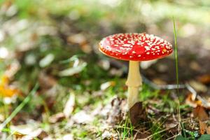 Toxic and hallucinogen mushroom Fly Agaric in grass on autumn forest background. Red poisonous Amanita Muscaria fungus macro close up in natural environment. Inspirational natural fall landscape. photo