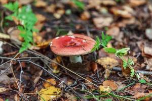 russula de hongo pequeño comestible con taza de rojizo rojo en el fondo del bosque otoñal de musgo. hongos en el medio natural. macro de hongo grande de cerca. inspirador paisaje natural de verano o otoño. foto