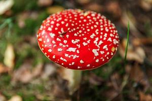 agárico de mosca de hongos tóxicos y alucinógenos en hierba sobre fondo de bosque de otoño. rojo venenoso amanita muscaria hongo macro de cerca en el entorno natural. inspirador paisaje natural de otoño. foto