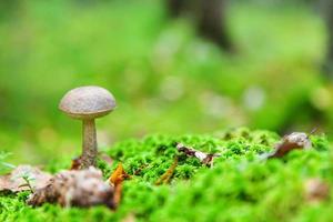 Edible small mushroom with brown cap Penny Bun leccinum in moss autumn forest background. Fungus in the natural environment. Big mushroom macro close up. Inspirational natural summer fall landscape photo