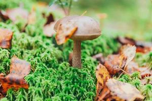 Edible small mushroom with brown cap Penny Bun leccinum in moss autumn forest background. Fungus in the natural environment. Big mushroom macro close up. Inspirational natural summer fall landscape photo