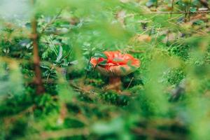 Edible small mushroom Russula with red russet cap in moss autumn forest background. Fungus in the natural environment. Big mushroom macro close up. Inspirational natural summer or fall landscape. photo