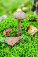 Edible small mushroom with brown cap Penny Bun leccinum in moss autumn forest background. Fungus in the natural environment. Big mushroom macro close up. Inspirational natural summer fall landscape photo