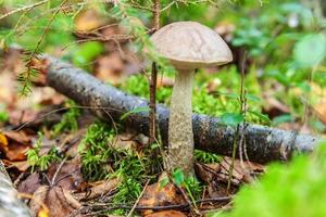 Edible small mushroom with brown cap Penny Bun leccinum in moss autumn forest background. Fungus in the natural environment. Big mushroom macro close up. Inspirational natural summer fall landscape photo