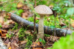 hongo pequeño comestible con tapa marrón penny bun leccinum en el fondo del bosque otoñal de musgo. hongos en el medio natural. macro de hongo grande de cerca. inspirador paisaje natural de otoño de verano foto