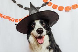 Trick or Treat concept. Funny puppy dog border collie dressed in halloween hat witch costume scary and spooky on white background with halloween garland decorations. Preparation for Halloween party. photo
