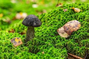 Edible small mushroom with brown cap Penny Bun leccinum in moss autumn forest background. Fungus in the natural environment. Big mushroom macro close up. Inspirational natural summer or fall landscape photo