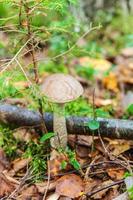 Edible small mushroom with brown cap Penny Bun leccinum in moss autumn forest background. Fungus in the natural environment. Big mushroom macro close up. Inspirational natural summer fall landscape photo