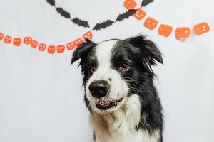 concepto de truco o trato. Gracioso cachorro border collie con miedo y espeluznante divertida cara sonriente de halloween sobre fondo blanco con decoraciones de guirnaldas de halloween. preparación para la fiesta de halloween. foto