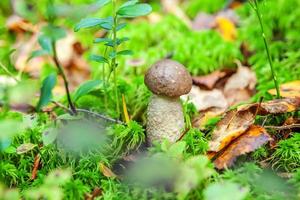 Edible small mushroom with brown cap Penny Bun leccinum in moss autumn forest background. Fungus in the natural environment. Big mushroom macro close up. Inspirational natural summer fall landscape photo