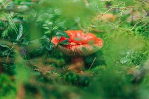 russula de hongo pequeño comestible con gorra roja rojiza en el fondo del bosque otoñal de musgo. hongos en el medio natural. macro de hongo grande de cerca. inspirador paisaje natural de verano o otoño. foto