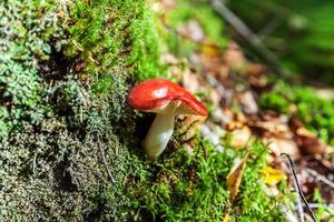 russula de hongo pequeño comestible con gorra roja rojiza en el fondo del bosque otoñal de musgo. hongos en el medio natural. macro de hongo grande de cerca. inspirador paisaje natural de verano o otoño. foto