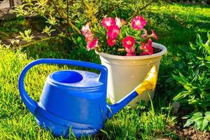 Gardening tools. Blue plastic watering can for irrigation plants placed in garden with flower on flowerbed and flowerpot. Gardening hobby concept. photo